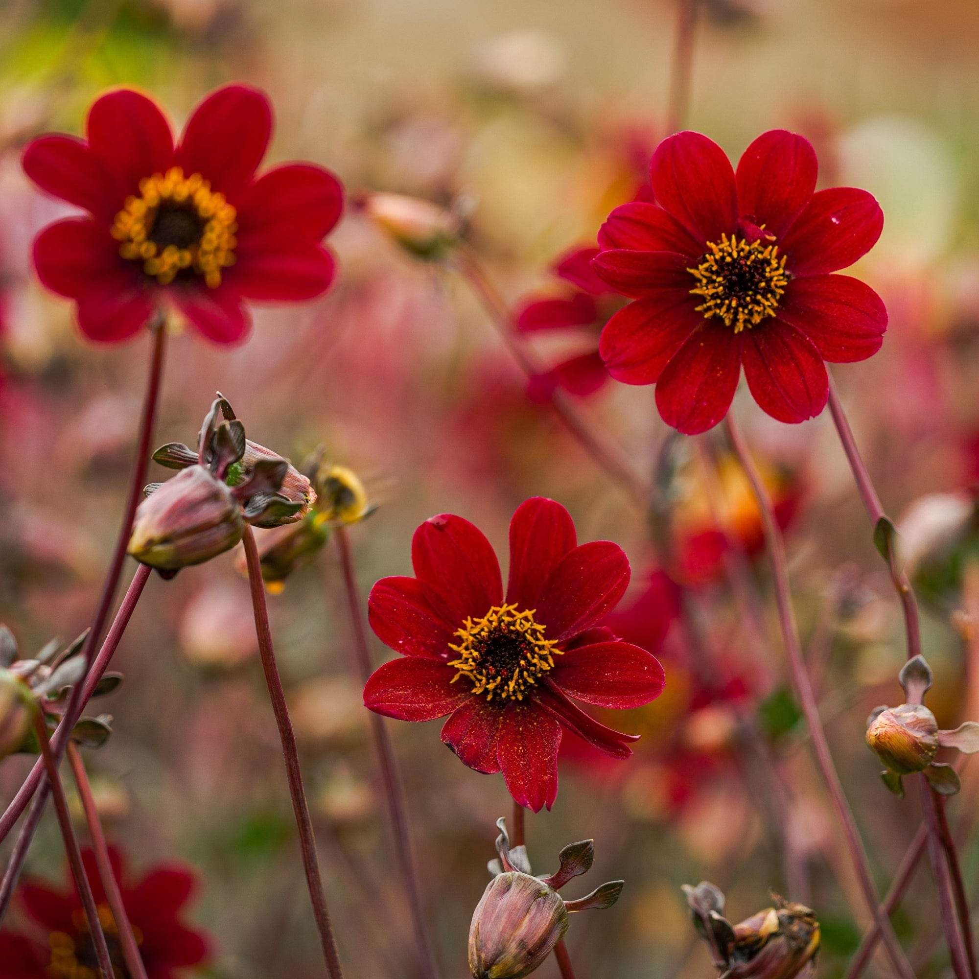 Dahlia 'Bishop of Auckland'